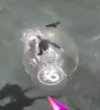 白玉.png