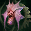 エルシード.png