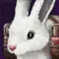 ペット：無邪気な兎トト.png
