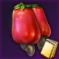 カシューの実.png