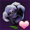 黒薔薇.png