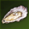 新鮮な牡蠣.png