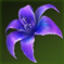 内気な野生花.png