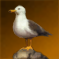 変身：カモメ.png