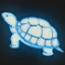 冒険物：赤いウミガメ.png
