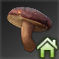 地味なキノコ.png